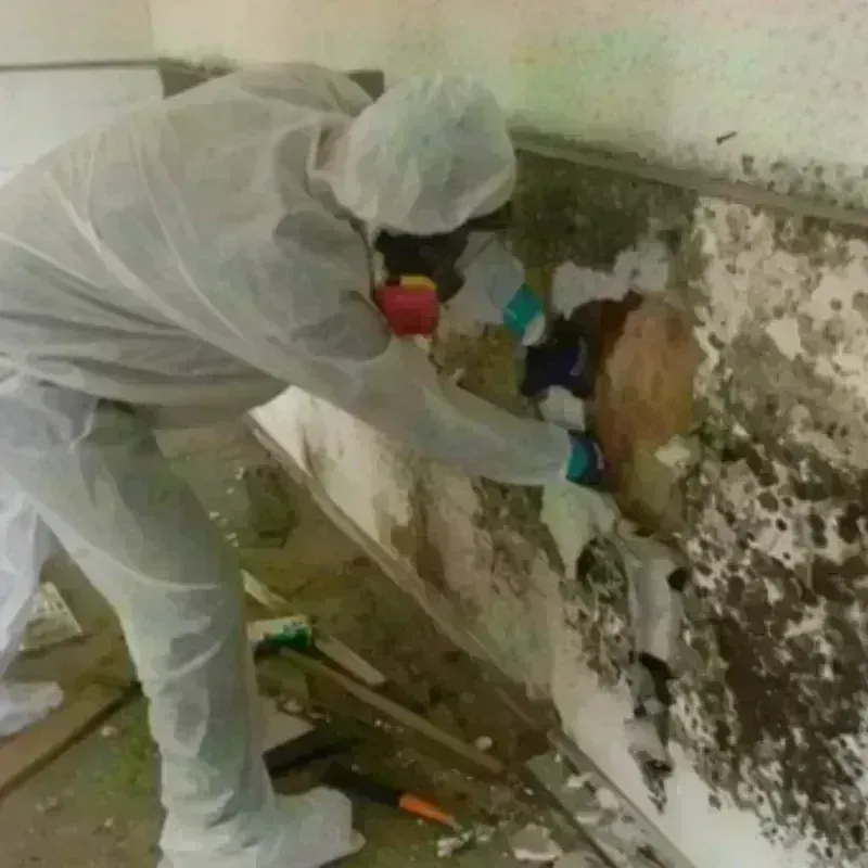 Mold Remediation and Removal in Tacony, PA